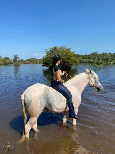 Cavalo manga larga marchador