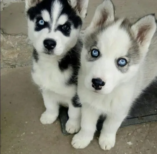Husky na cor. Cinza e preto
