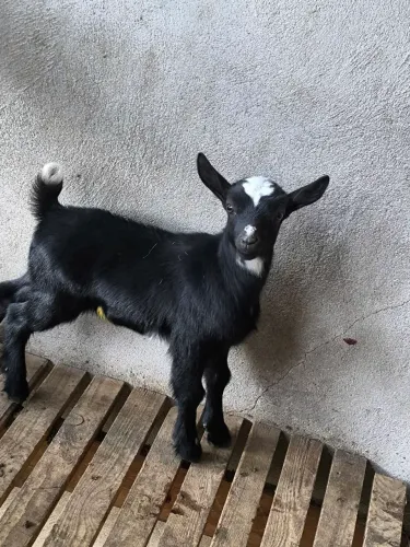 Mini cabras