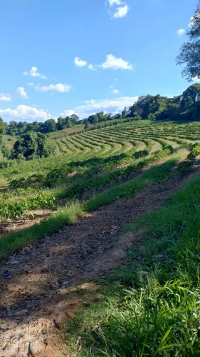Fazenda café, milho e gado Conceição do Rio Verde MG