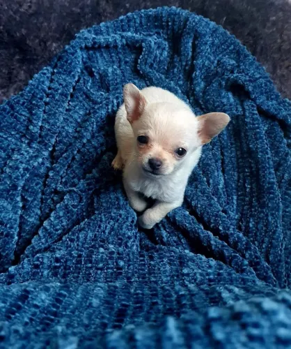 Lindo macho chihuahua branco 63 dias 