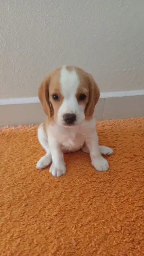 beagles 