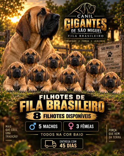 Filhotes de Fila Brasileiro Baio - Machos e Fêmeas