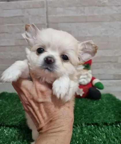 Chihuahua pelo longo 