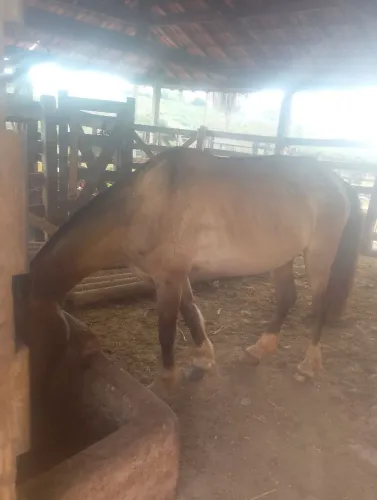 Cavalinho bom para passeio marcha picada