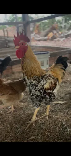 VENDO GALINHA CAIPIRA