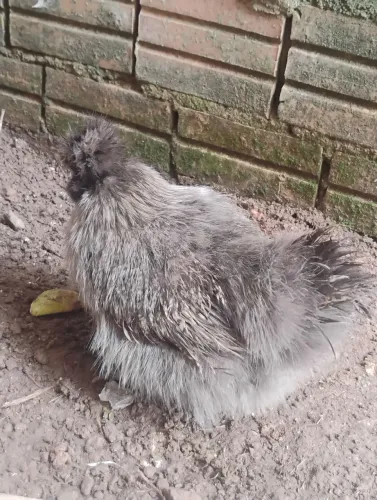 Galinha 
