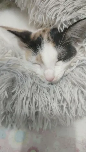 Gatinha peluda para adoção responsável 