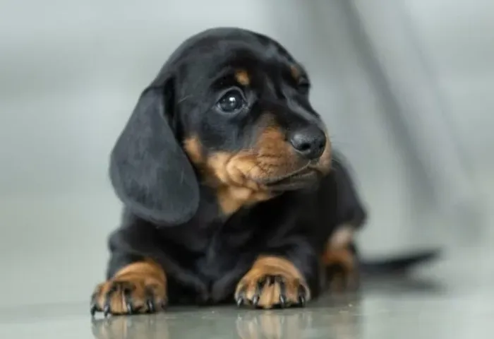 Basset Mini Filhotes Dachshund Filhotinhos Belos. 