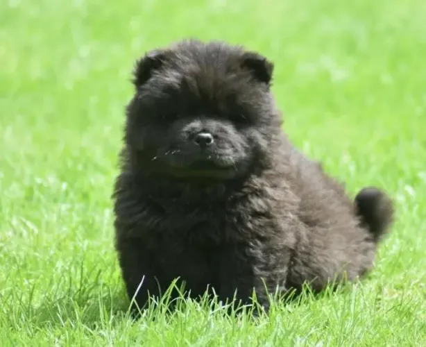 Filhote Chow-chow, O melhor presente para sua família tem quatro patas!
