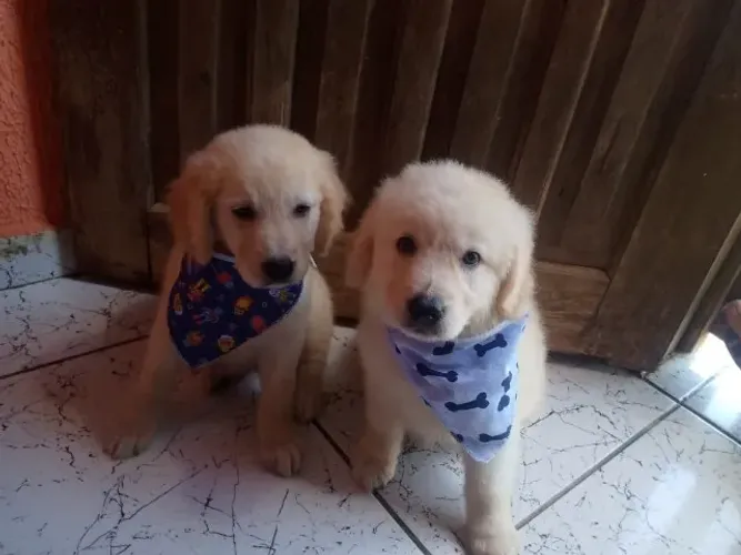 Filhote de Golden Retriever Um Novo Amigo Para Sua Família
