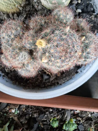 Cactos lindos e baratissimos
