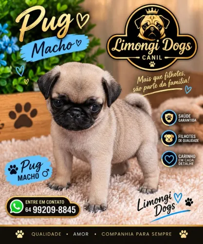 Filhotes de Pug