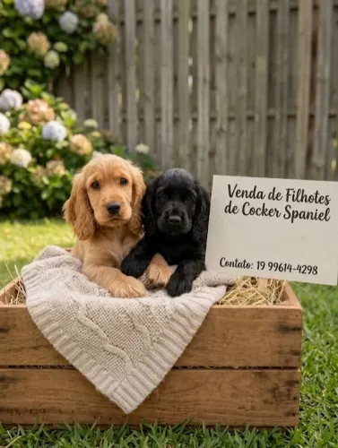 Animais de estimação