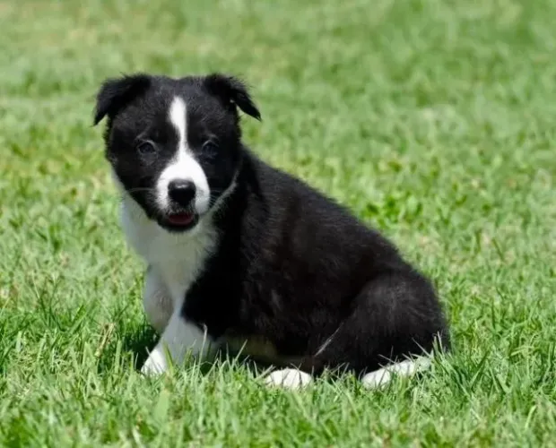 Filhotes de Border Collie | Felicidade latindo por aí.