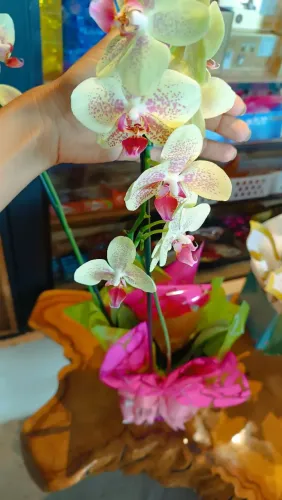 Orquídeas 