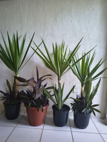 PLANTA COMPLETA COM VASO ADUBADO