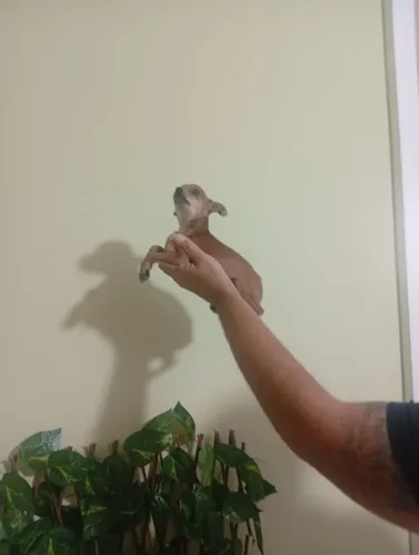 Pinscher Zero Macho Muito Esperto e Ativo