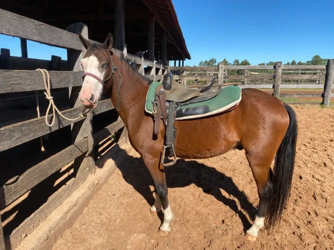 CAVALO PAINT