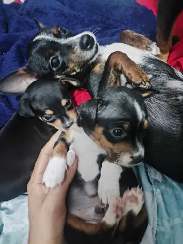2 filhotes machos disponíveis
