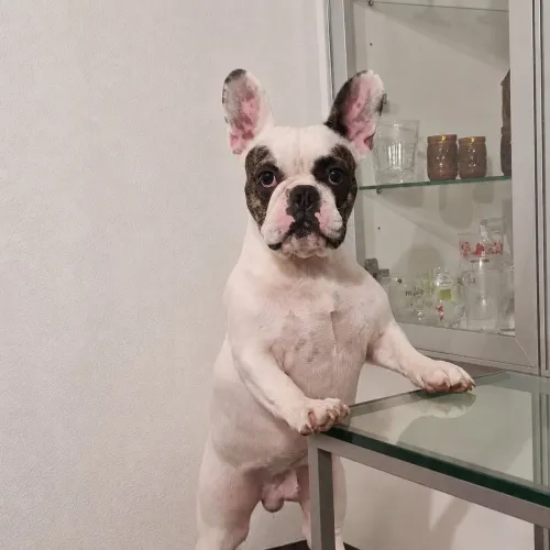 Bulldog francês macho disponível para cruza