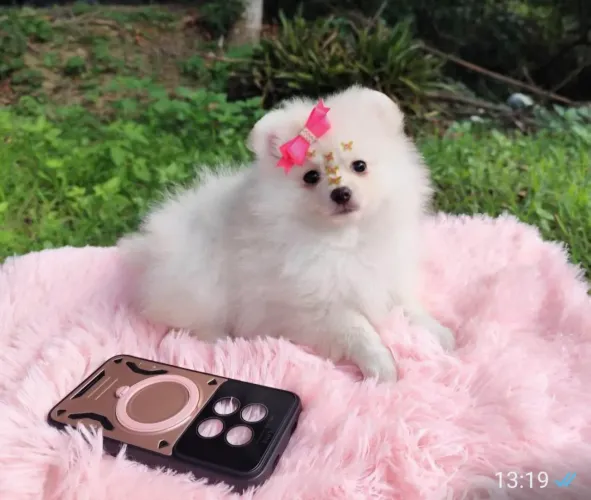 LULU DA POMERÂNIA, FÊMEA, BRANCA, 3,5 MESES, VACINAÇÃO COMPLETA