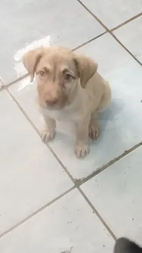 Cachorro da raça labrado filhote fêmea cor creme ja naiceu coto do rabo e macho preto