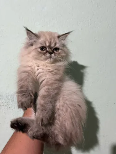 Gato persa