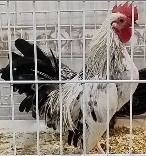 Galo pequeno