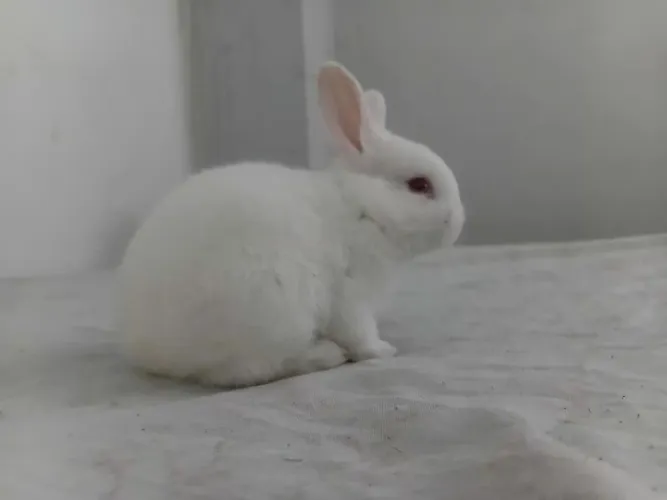 Coelho