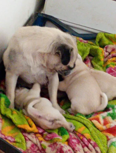 Pug na promoção hj