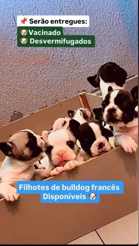 buldogue francês fêmea/ macho