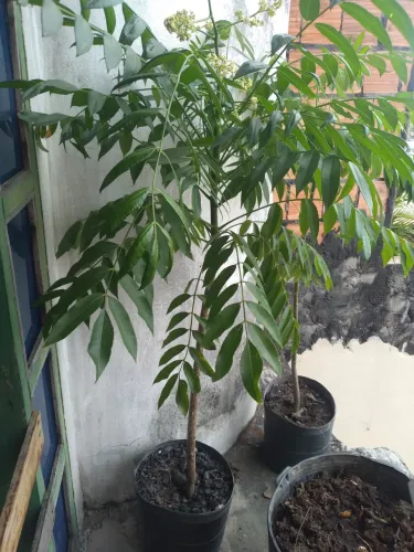 Mudas de Frutíferas Cajá Manga 