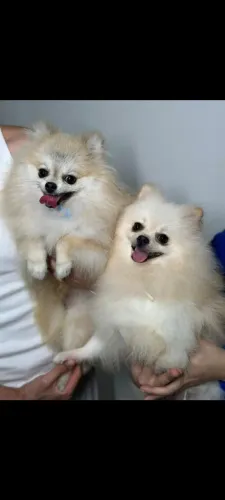 lulu da Pomerânia 