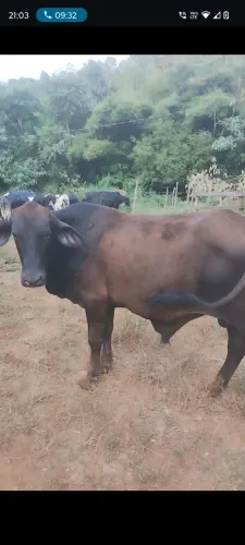 21 GARROTES NELORADOS E GIROLANDOS 
