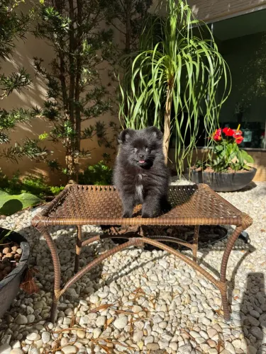 Lulu da Pomerania 