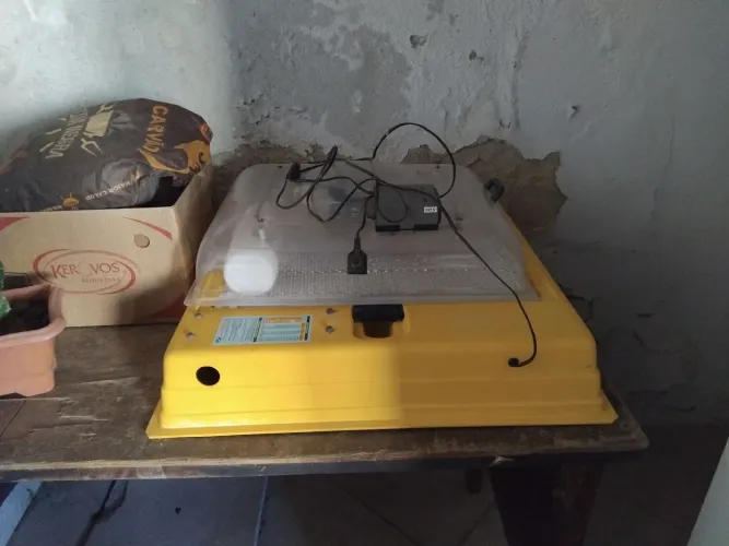 Chocadeira prêmio ecológica 