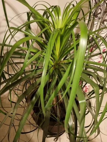 Pata de elefante Planta + Vaso