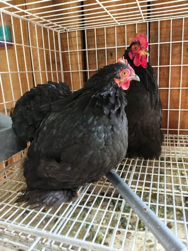 Mini cochim