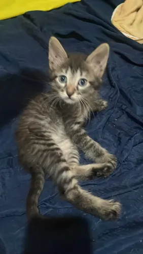Gatinho de quase 2 meses