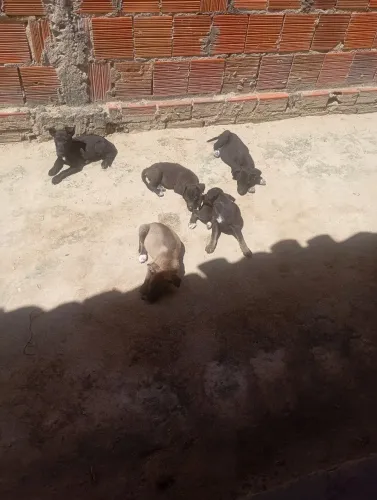 Filhotes de pastor alemão com Pitbull 