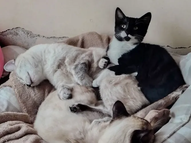 Gata preta e branca 