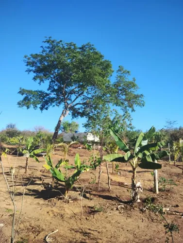 Chacara toda plantada