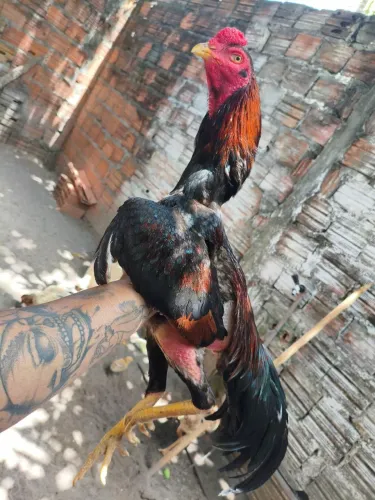 Galo