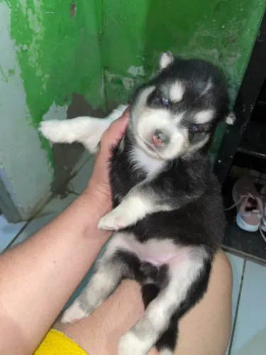 Husky siberiano
