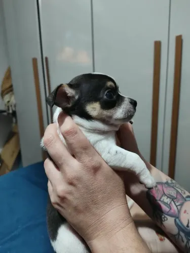 Filhotes chihuahua com pedigree