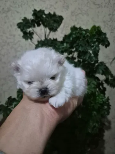 Lulu da pomerania padrão ursinho