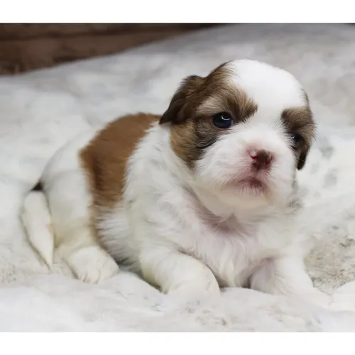 Lhasa Apso/ Dobre o amor e a fofura na sua casa! 
