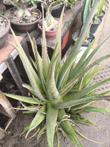 Aloe vera