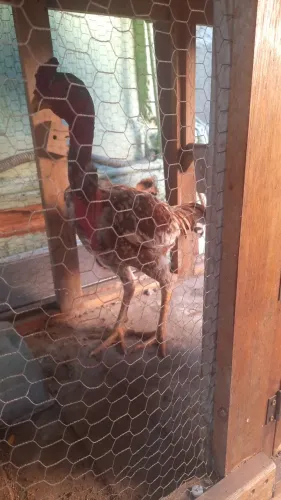Vendo galo polaco cor iodo